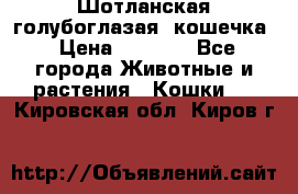 Шотланская голубоглазая  кошечка › Цена ­ 5 000 - Все города Животные и растения » Кошки   . Кировская обл.,Киров г.